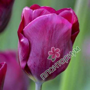 Тюльпан Purple Lady