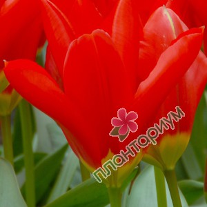 Тюльпан Red Emperor