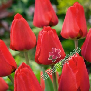 Тюльпан Red Impression