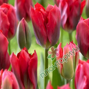 Тюльпан Red Springgreen