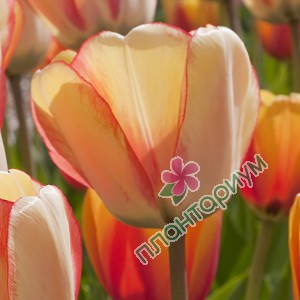 Тюльпан Spring beauty