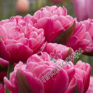 Тюльпан Up Pink