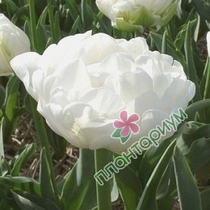 Тюльпан Up White