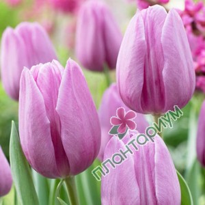 Тюльпан Violet Beauty