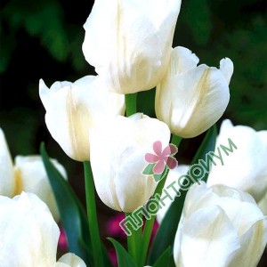 Тюльпан White Bouquette