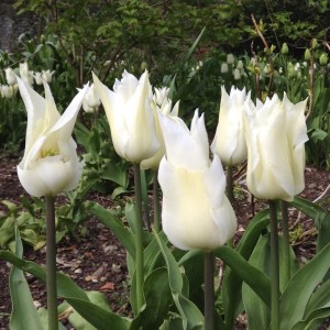 Тюльпан White Elegance