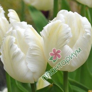 Тюльпан White Parrot