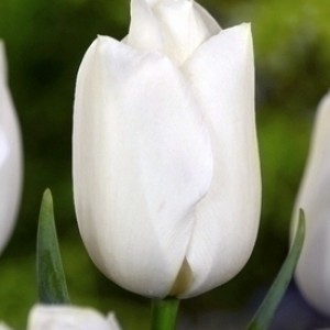 Тюльпан White Prince