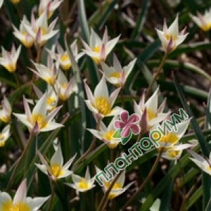 Тюльпан Biflora