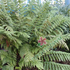 Вудвардия Fimbriata