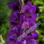Гладиолус Purple Flora 