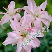 Лилия Spring Pink 