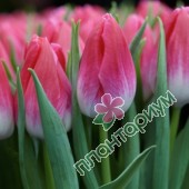 Тюльпан Bolroyal Pink