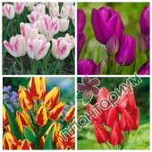 Тюльпан Bunch-Flowering 1 15Ltr