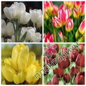 Тюльпан Bunch-Flowering 2 15Ltr