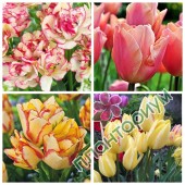 Тюльпан Bunch-Flowering 3 15Ltr