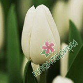 Тюльпан Dynasty White