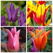 Тюльпан Lily-Flowering 1 15Ltr