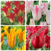 Тюльпан Lily-Flowering 4 15Ltr