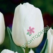 Тюльпан White Picture