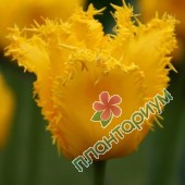 Тюльпан Yellow valerie