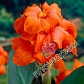 Канна Orange beauty