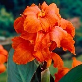 Канна Orange Beauty