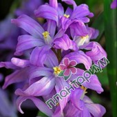 Хионодокса Violet Beauty