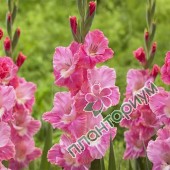 Гладиолус Gladiolus Pink