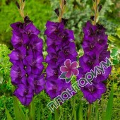 Гладиолус Gladiolus Purple