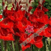 Гладиолус Gladiolus Red