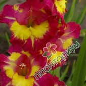 Гладиолус Gladiolus Red/Yellow