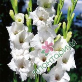 Гладиолус Gladiolus White