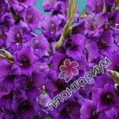 Гладиолус Purple Flora