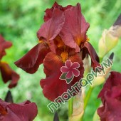 Ирис germanica Red Orchid
