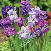 Ирис Purple Lavender микс