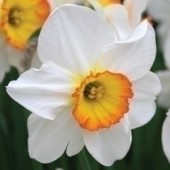 Нарцисс Flower Record