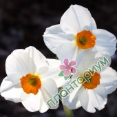 Нарцисс Geranium