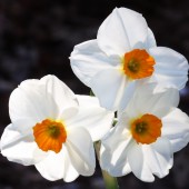 Нарцисс Geranium