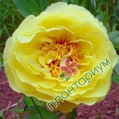 Пион Itoh Yellow Crown