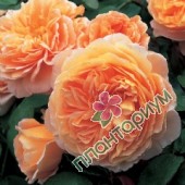 Роза Crown Princess Margareta