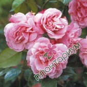 Роза Old Blush China