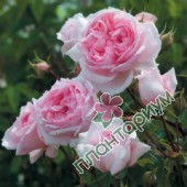 Роза The Wedgwood Rose