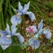 Ирис Sibirica Soft Blue