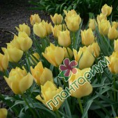 Тюльпан Batalinii Bright Gem
