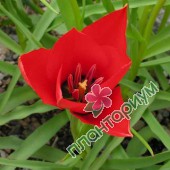 Тюльпан Batalinii Red Gem