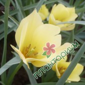 Тюльпан Batalinii Yellow Jewel