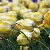 Тюльпан Beauty of Apeldoorn