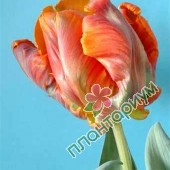 Тюльпан Blumex Favourite