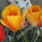 Тюльпан Blushing Apeldoorn